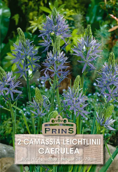 Camassia leitchtlinii Caerulea