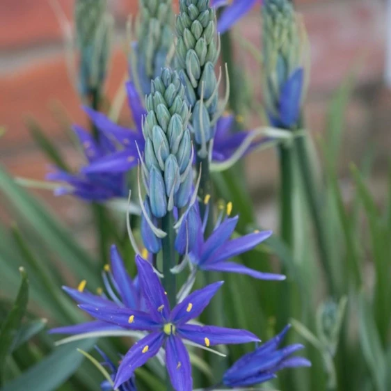 Camassia leitchlinii 'Maybelle' - image 2