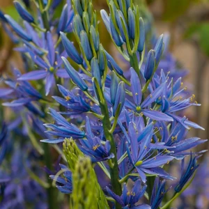 Camassia leitchlinii 'Maybelle' - image 1