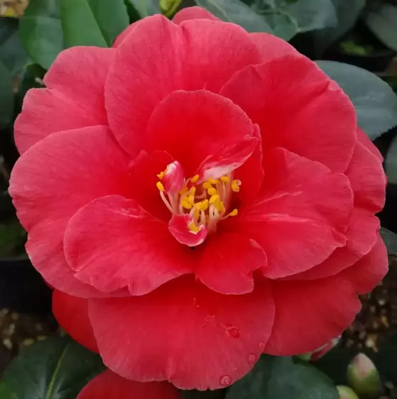 Camellia japonica 'Adolphe Audusson' 3L