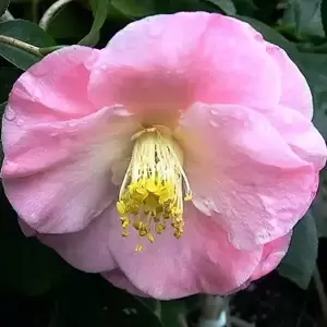 Camellia japonica 'April Remembered' - image 2