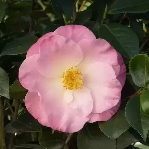 Camellia japonica 'April Remembered' - image 1