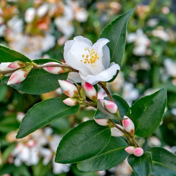 Camellia japonica 'Beauty Blush' - image 1