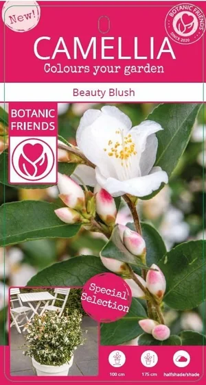 Camellia japonica 'Beauty Blush' - image 3