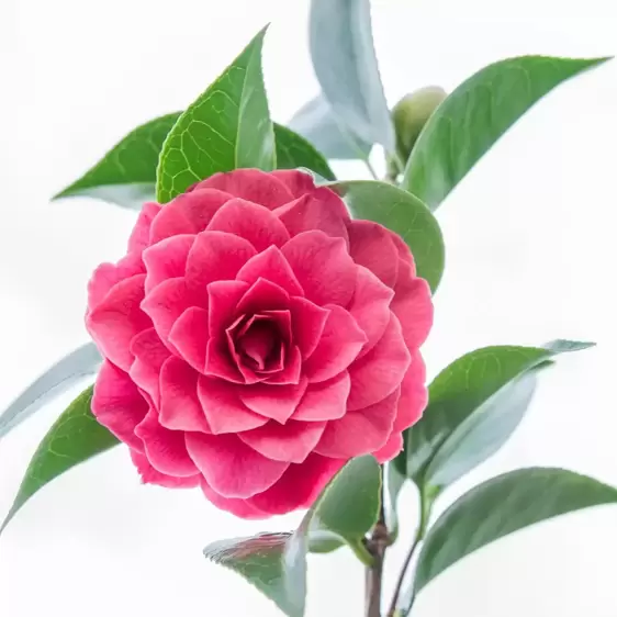 Camellia japonica 'Black Lace' 1.5L - image 2