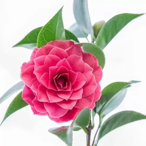 Camellia japonica 'Black Lace' 3L - image 3
