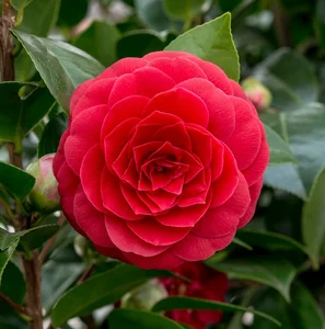 Camellia japonica 'Black Lace' 10L - image 1