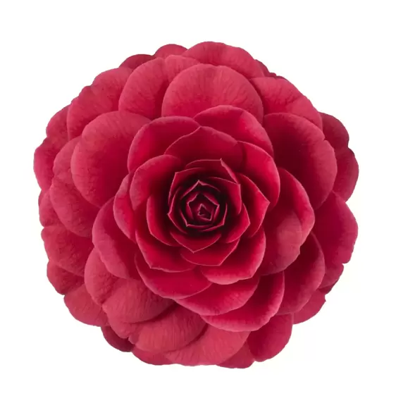 Camellia japonica 'Black Lace' 10L - image 2