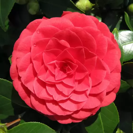 Camellia japonica 'Black Lace' 1.5L - image 3