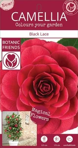 Camellia japonica 'Black Lace' 10L - image 4