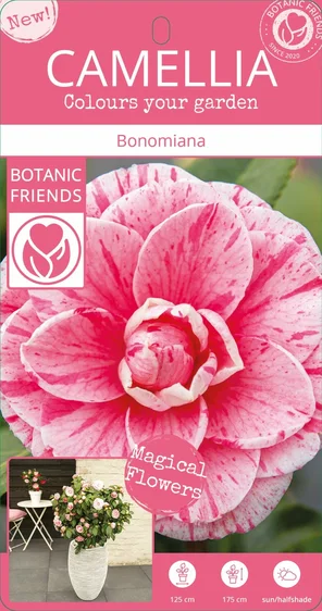 Camellia japonica 'Bonomiana' 10L - image 4