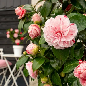 Camellia japonica 'Bonomiana' 10L - image 2