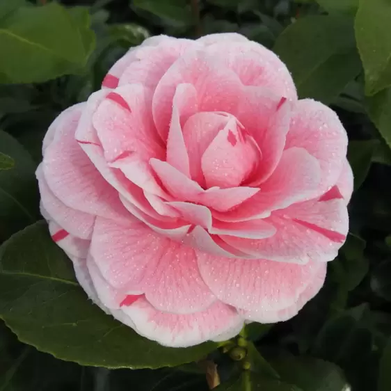 Camellia japonica 'Bonomiana' 1.5L