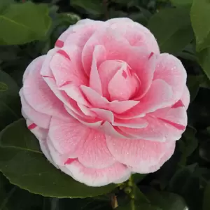 Camellia japonica 'Bonomiana' 6.5L