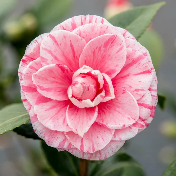 Camellia japonica 'Bonomiana' 10L - image 1
