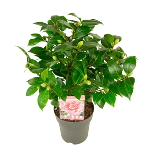 Camellia japonica 'Bonomiana' 10L - image 3