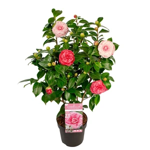 Camellia japonica 'Bonomiana' 10L - image 4