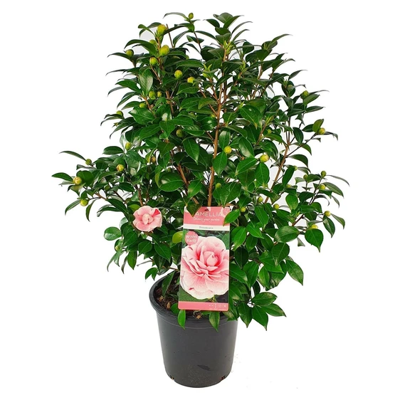 Camellia japonica 'Bonomiana' 10L - image 5