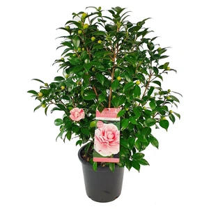 Camellia japonica 'Bonomiana' 10L - image 5