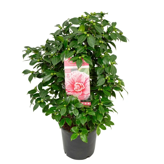 Camellia japonica 'Bonomiana' 10L - image 6