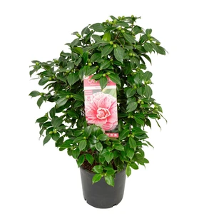 Camellia japonica 'Bonomiana' 10L - image 6