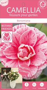 Camellia japonica 'Bonomiana' 10L - image 7