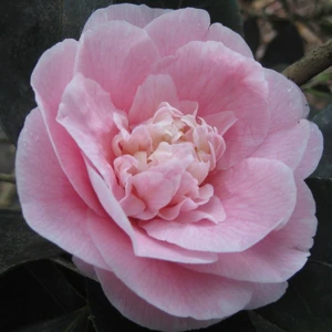 Image Credit: Robyn Tillman