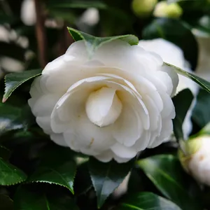 Camellia 'Centifolia Alba' (Large)