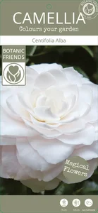 Camellia japonica 'Centifolia Alba' - image 3