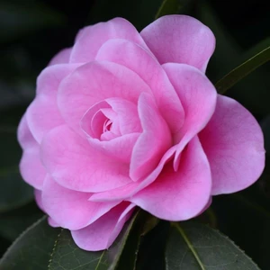 Camellia reticulata 'Congratulations' - image 2