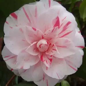 Camellia japonica 'Contessa Lavinia Maggi' 3L