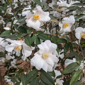 Image Credit: International Camellia Register