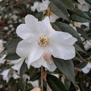 Image Credit: Mike Chelednik (ICR)