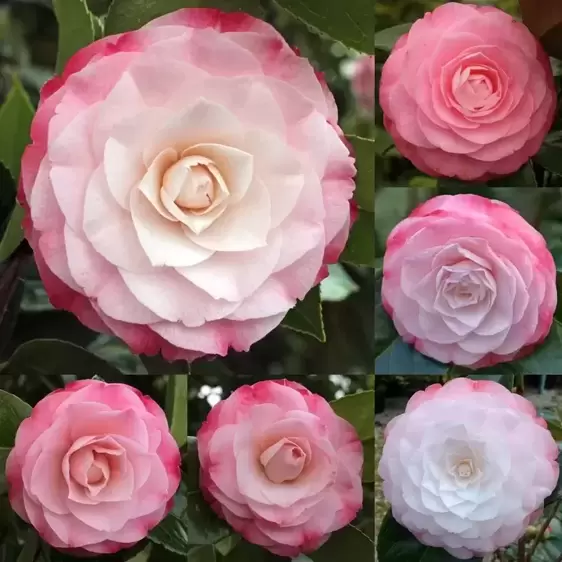 Picture Credit - Jim's Camellias