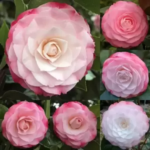 Picture Credit - Jim's Camellias