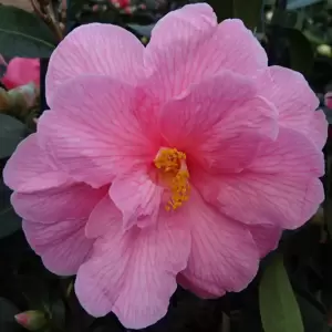Camellia x williamsii 'Donation' 1.5L