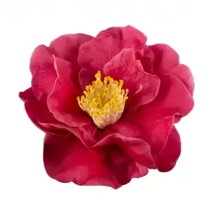 Camellia japonica 'Dr King' 1.5L - image 2