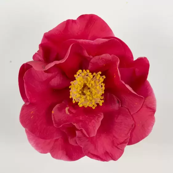 Camellia japonica 'Dr King' 1.5L - image 3