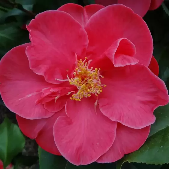 Camellia japonica 'Dr King' 1.5L - image 1