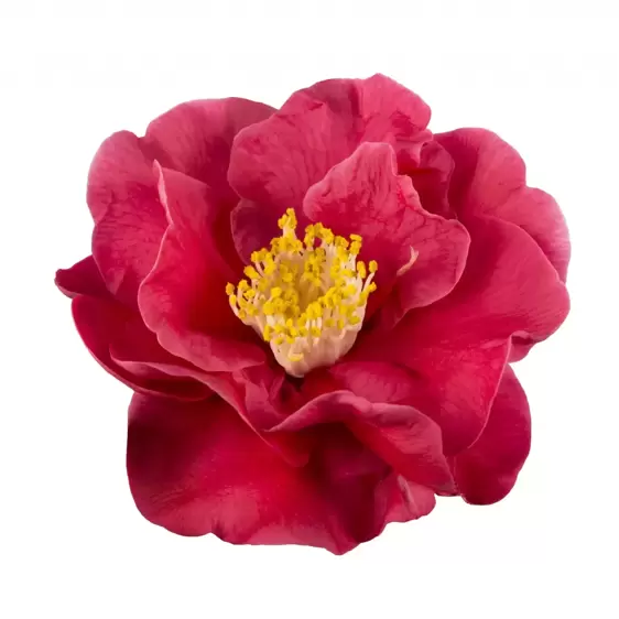 Camellia japonica 'Dr King' 10L - image 3