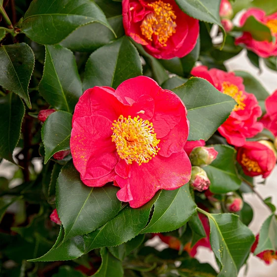 Camellia japonica 'Dr King' 10L - image 1