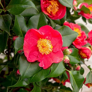 Camellia japonica 'Dr King' 10L - image 1