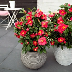 Camellia japonica 'Dr King' 10L - image 3