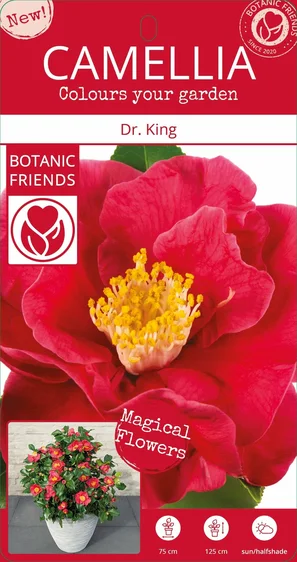 Camellia japonica 'Dr King' 10L - image 5