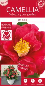 Camellia japonica 'Dr King' 10L - image 5