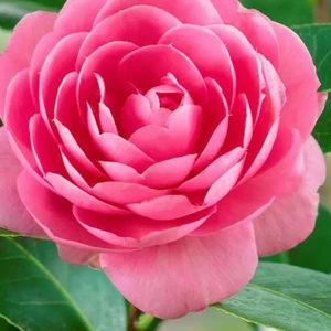Camellia 'E.G. Waterhouse'