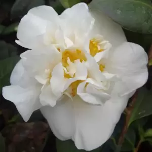 Camellia x williamsii 'E.T.R Carlyon' 1.5L