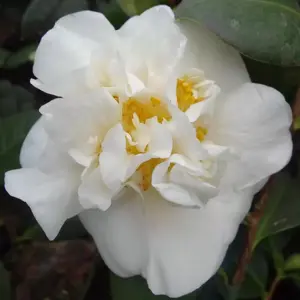 Camellia 'E.T.R Carlyon'