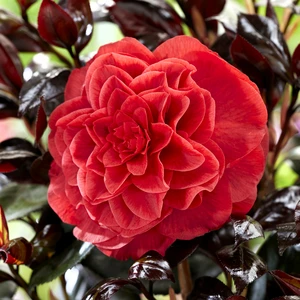 Camellia japonica 'Femme Fatale' - image 7