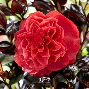 Camellia japonica 'Femme Fatale' - image 1